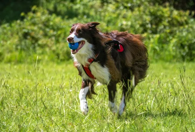 Perro corriendo