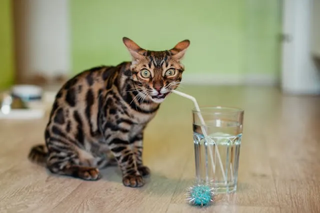 Gato bebiendo