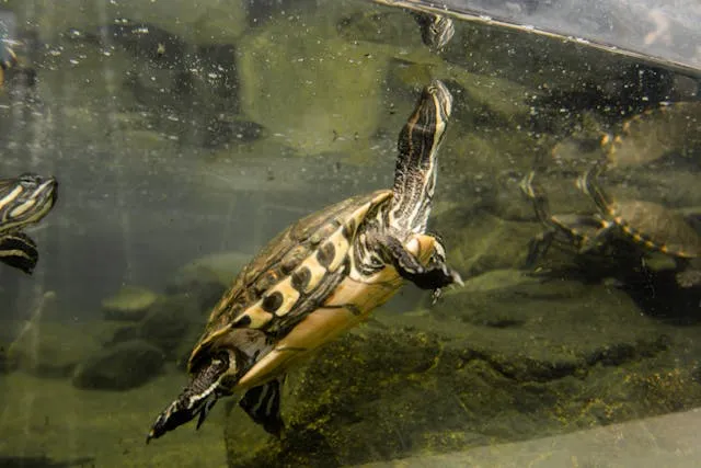 Totuga en acuario