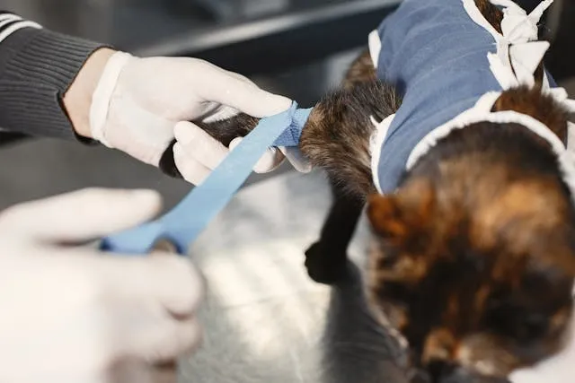 Gato siendo esterilizado