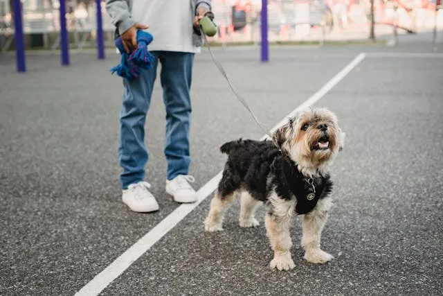 Paseando un perro