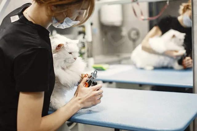 Cortando uñas gato 