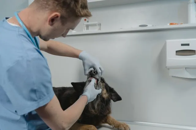 Perro con dentista