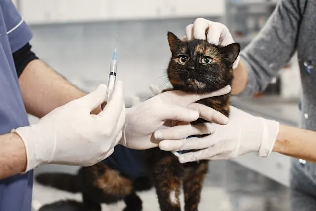 Gato siendo esterilizado