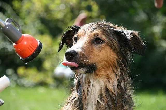 Perro bañandose en exterior