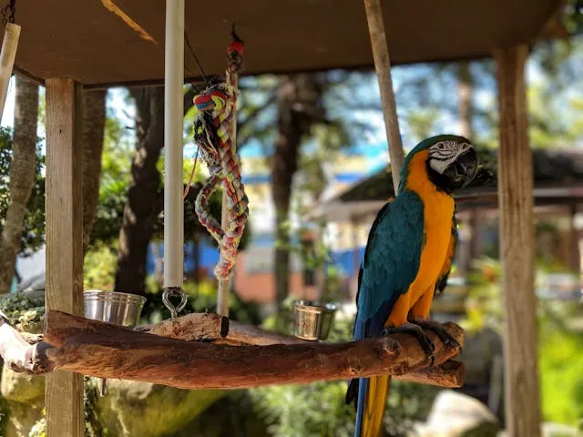 Loro en su zona segura