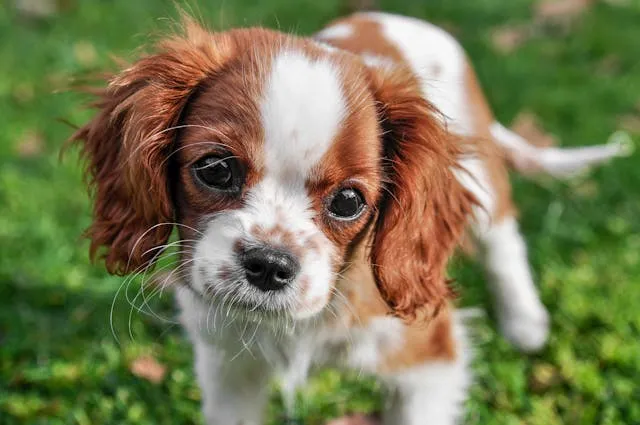 Perro Cavalier King Charles Spaniel