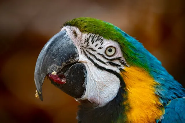 Loro comiendo