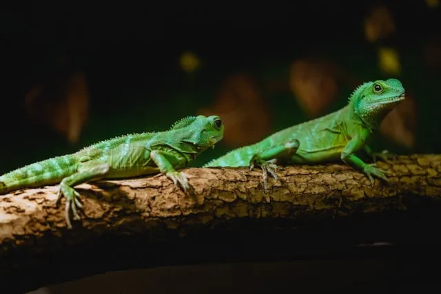 iguanas