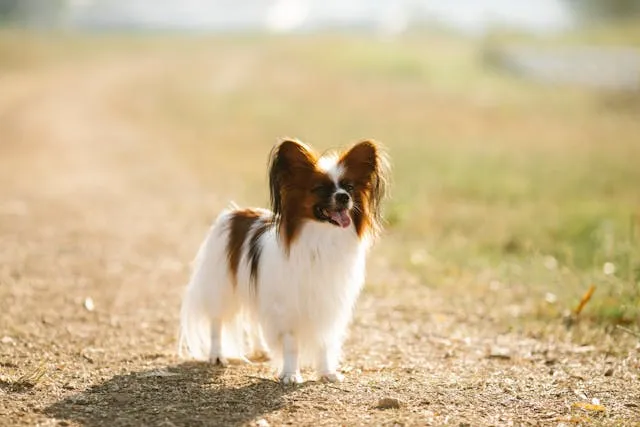 Perro Papillon