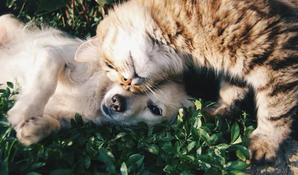 Compañeros de Vida: Perros y Gatos, ¿Cómo Elegir la Mascota Perfecta?