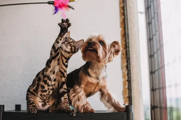 Cuidados dentales esenciales para perros y gatos