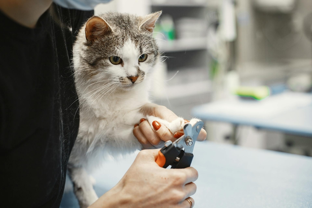 Cómo cortarle las uñas a tu gato y no morir en el intento