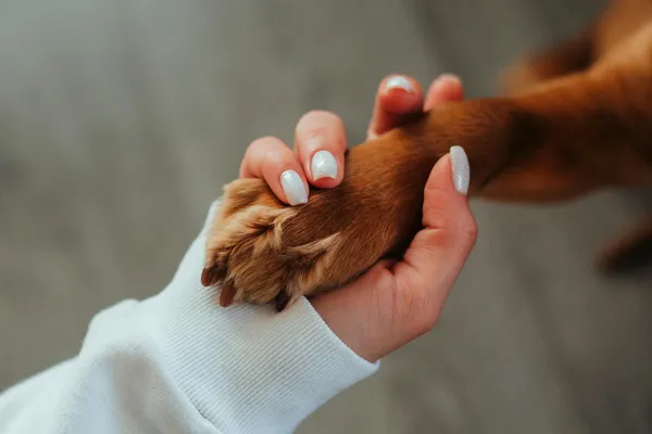 Curiosidad Animal: ¿Sabías que las mascotas pueden reconocer nuestras emociones?