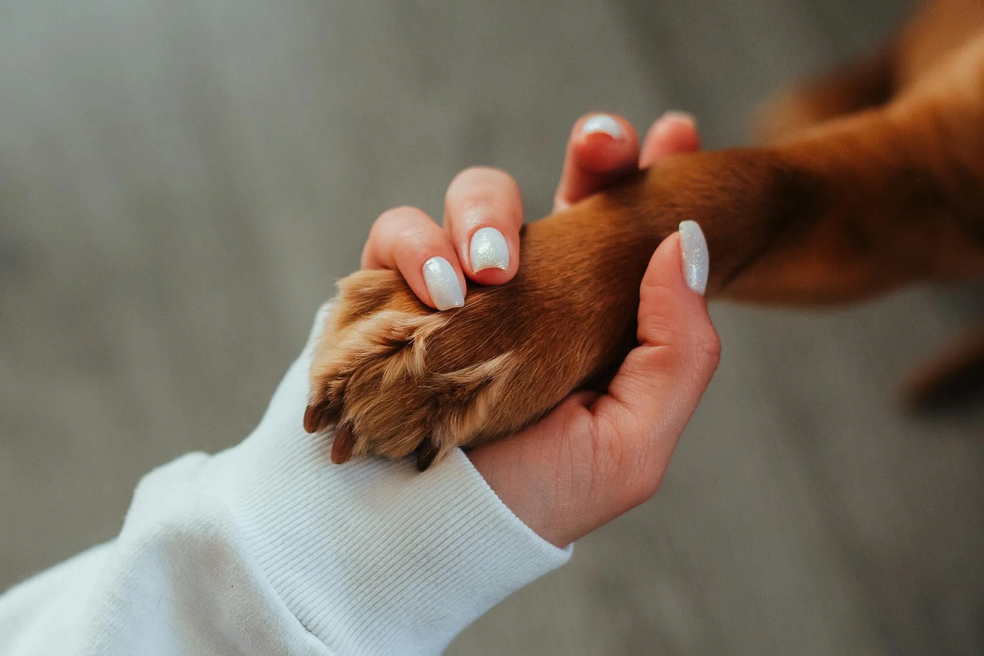 Imagen perro y humano dándose la pata