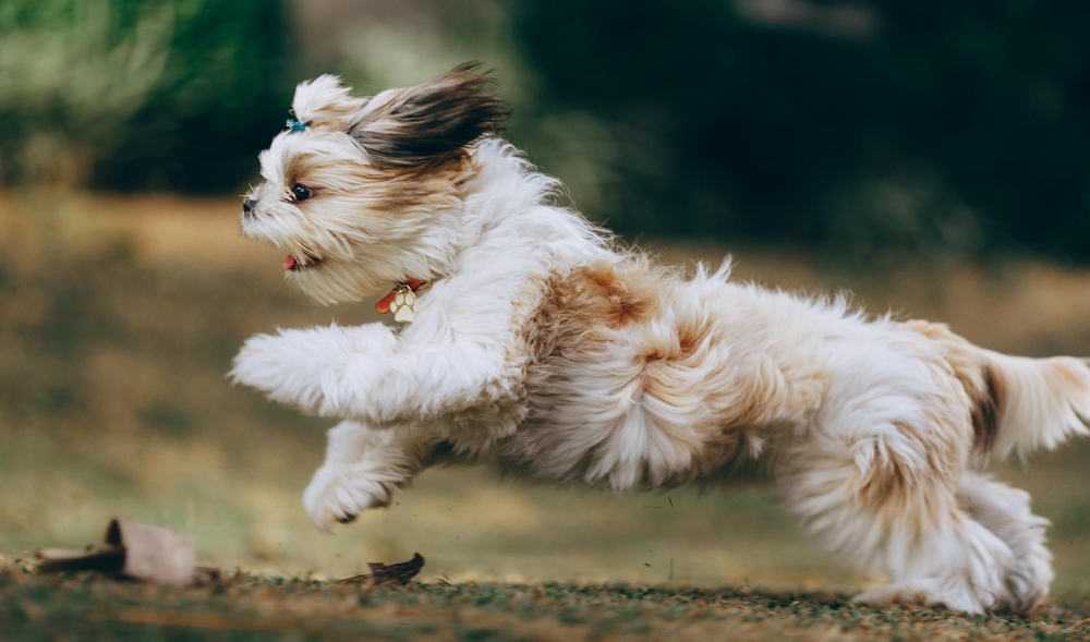 10 Consejos esenciales para el cuidado de tu perro: ¡Hazlo feliz y saludable!