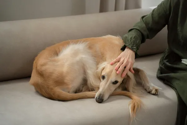 Cómo Reconocer y Aliviar el Estrés en Mascotas: Guía para Dueños Preocupados