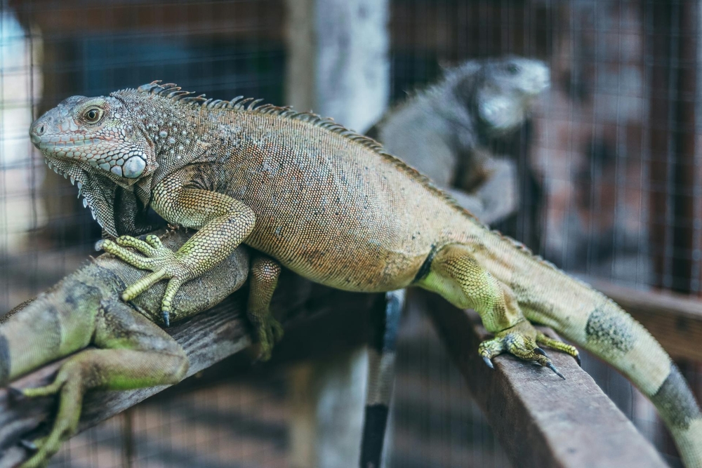 Reptiles como mascotas, ¿es posible?