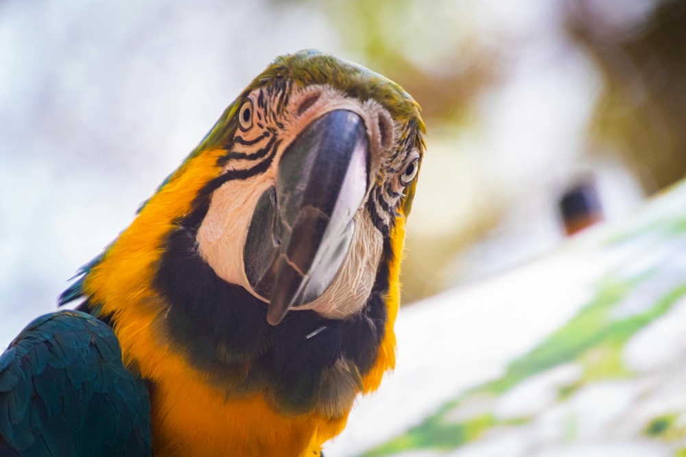 Mi loro habla durante horas: Cómo es convivir con un loro a lo largo de los años