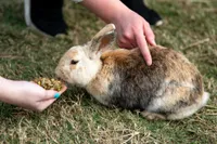 La dentadura del conejo: Cómo cuidarla correctamente