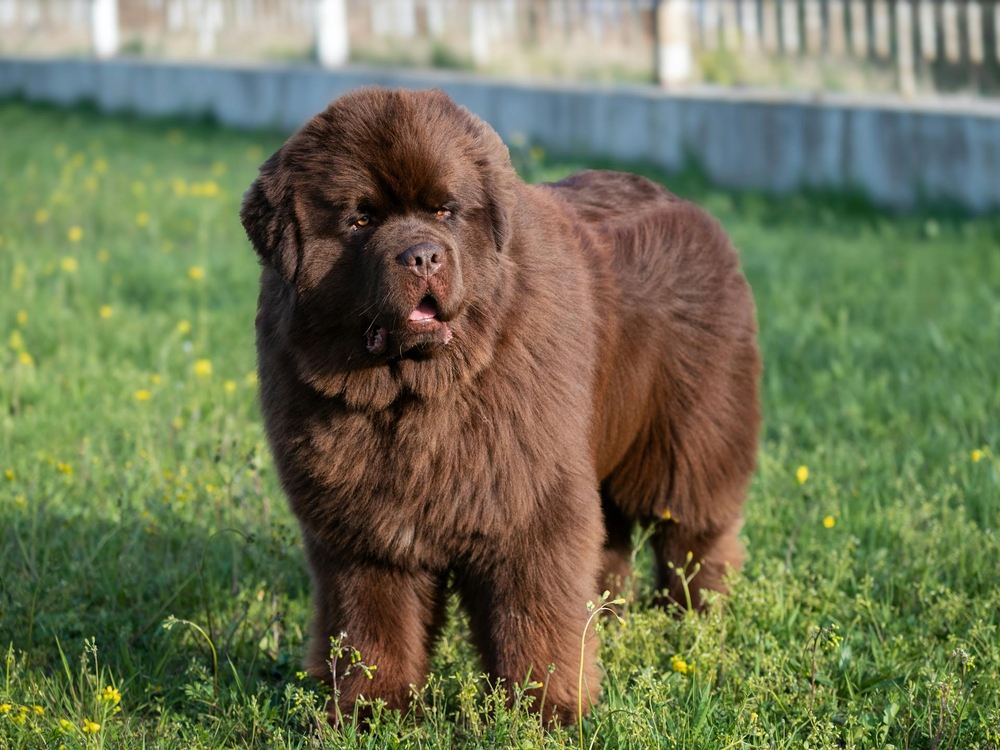 Las 5 razas de perros más grandes