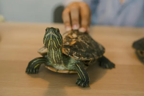 Mi Tortuga No Quiere Comer: Causas Comunes y Soluciones Prácticas