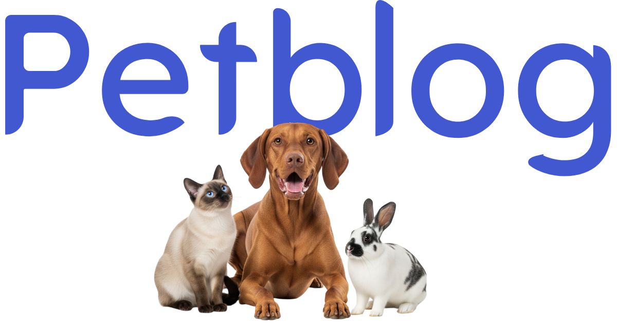 Cómo hacer una transición alimentaria segura para tu gato siamés